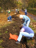 Bulb planting on The Bailey