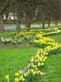 Daffodils on The Bailey